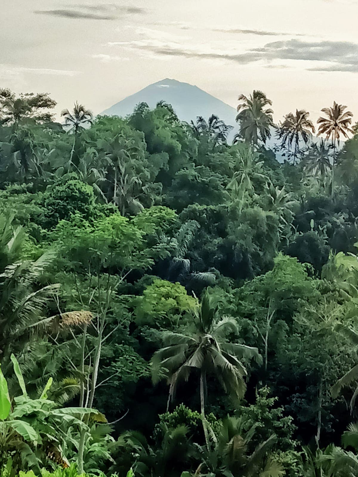 Cacao Hati Suci — photograph 6